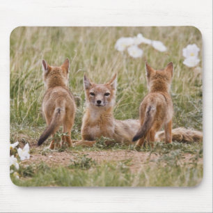 Alfombrilla De Ratón Zorro veloz (Vulpes velox) hembra con crías en