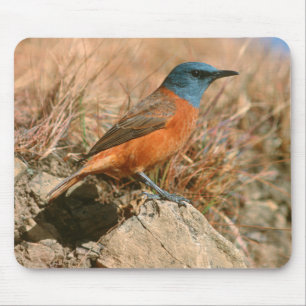 Alfombrilla De Ratón Zorzal de roca hembra (Monticola Rupestris)