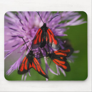 Alfombrilla De Ratón Zygaena purpuralis