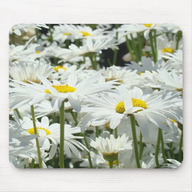 Alfombrillas de margaritas Flores Margaritas blanc (Frente)
