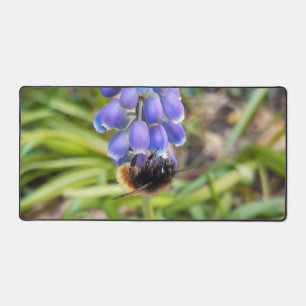Alfrombrillas De Escritorio Abeja en Muscari Armeniacum , Hiacinato de uva