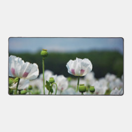 Alfrombrillas De Escritorio Bloemen veld, Papaver somneferum maanzaad bloem.