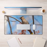 Bohemian Waxwing, fotografía canadiense aviar
