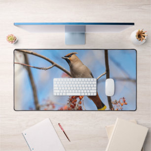 Alfrombrillas De Escritorio Bohemian Waxwing, fotografía canadiense aviar