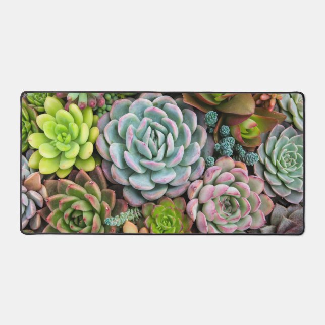 Alfrombrillas De Escritorio Cactus Succulent (Anverso)