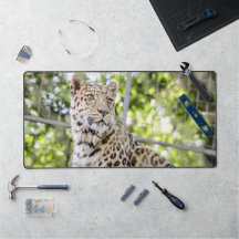 Cierre de la foto de Leopard Face