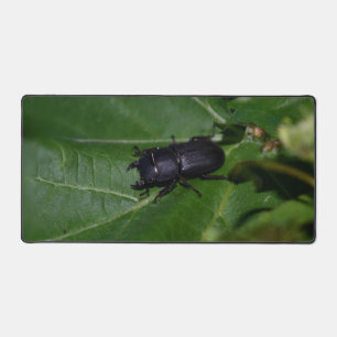Alfrombrillas De Escritorio Dorcus parallelipipedus , el escarabajo de menor t