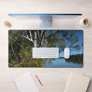 Alfrombrillas De Escritorio El Oso De Koala Dormía En El Árbol De Goma,