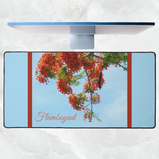 Alfrombrillas De Escritorio Flamboyante Royal Poinciana Botanana Floral Blue (Subido por el creador)