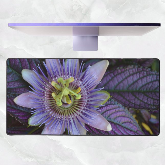 Alfrombrillas De Escritorio Fotografía botánica Passiflora Púrpura (Subido por el creador)