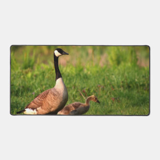 Alfrombrillas De Escritorio Goose Gosling Geese Nature Outdoor Photo