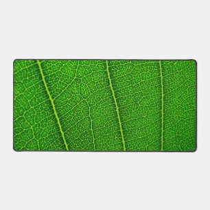 Alfrombrillas De Escritorio Hoja de árbol verde