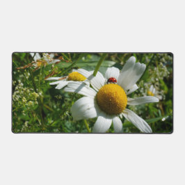 Alfrombrillas De Escritorio Lieveheersbeestje op margriet in de natuur.