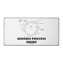 Proceso Aeróbico Dentro Del Ciclo Krebs Bioquímica