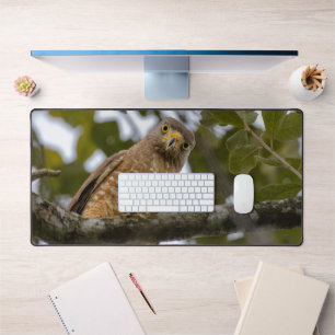 Alfrombrillas De Escritorio Roadside Hawk, Wildlife Avian Photography