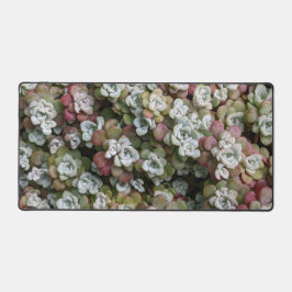 Alfrombrillas De Escritorio Sedum Spathulifolium Stonecrop Floral