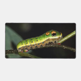 Alfrombrillas De Escritorio Spicebush Swallowtail Caterpillar