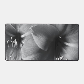 Alfrombrillas De Escritorio Two Amaryllis Flowers Photo