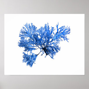 Alga azul #6 42x32cm Decoración de cabaña lago