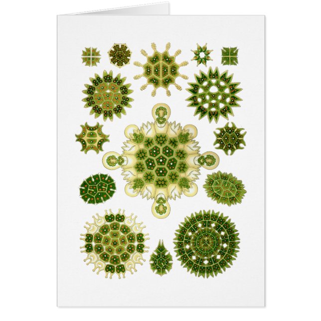 Algas verdes (Frente)