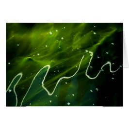 Algas verdes y gcna acuática