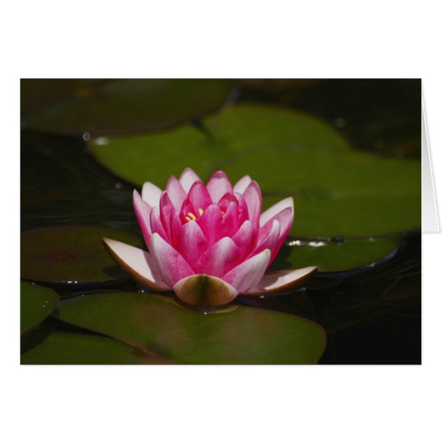 Algodón de agua y toallitas (Anverso (Horizontal))