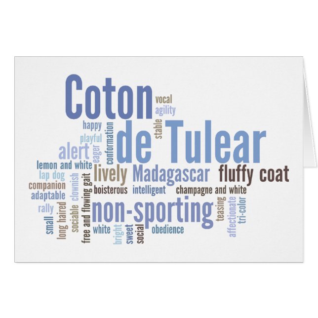 Algodón de Tulear (Anverso (Horizontal))