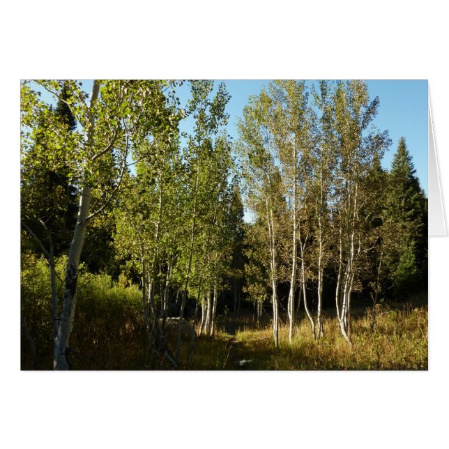 Algodoneros a lo largo del sendero Moose Ponds en  (Anverso (Horizontal))