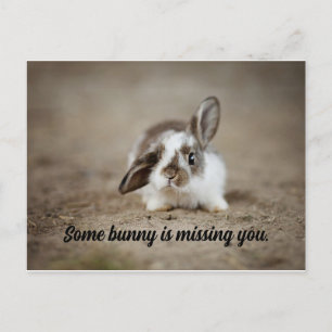 Algunas postales de Bunny