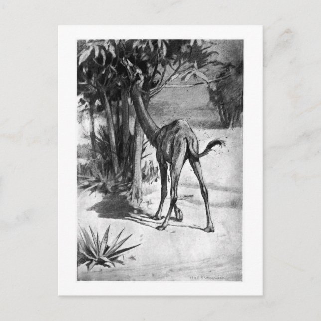 Alice B. Woodward: Postal artística de Altecamelus (Anverso)