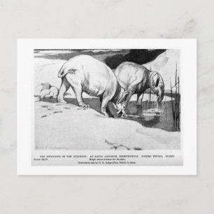 Alice B. Woodward: Postal de arte de Moeritherium