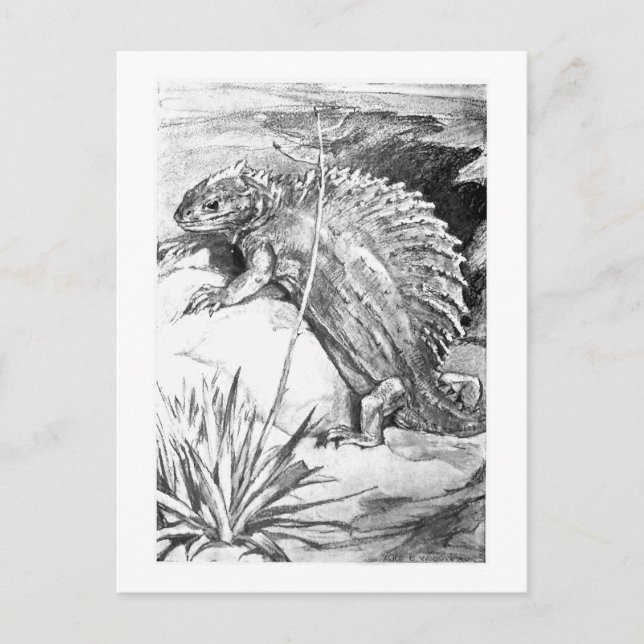 Alice B. Woodward: Postal de arte Edaphosaurus (Anverso)