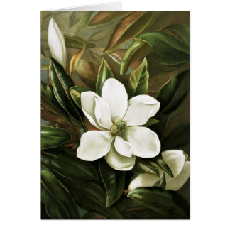 Alicia H. Laird: Magnolia Grandflora