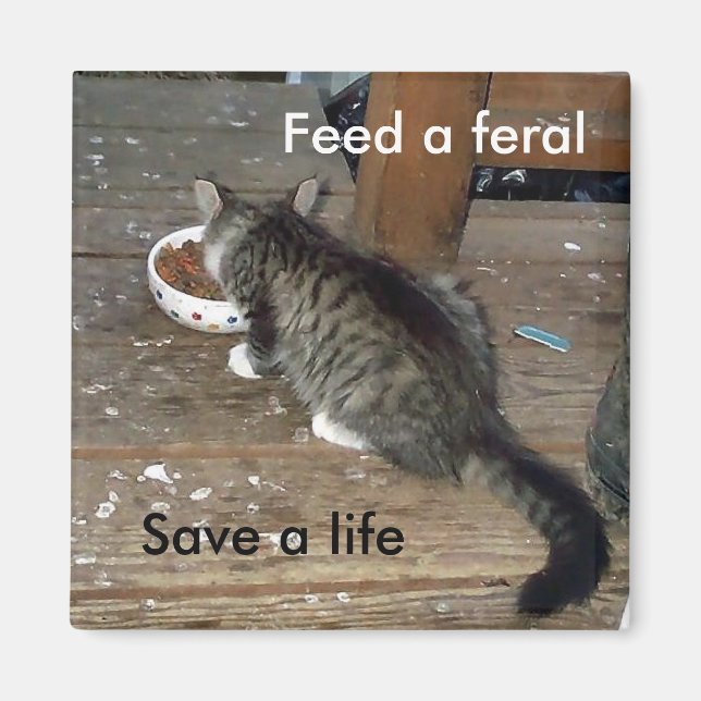 "Alimenta un feral, salva una vida" imán de gatito (Frente)