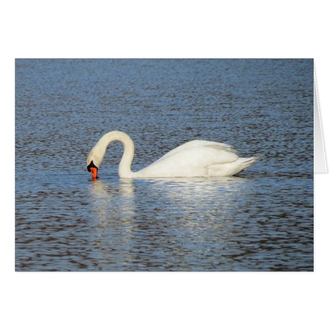 Alimentación blanca del cisne (Anverso (Horizontal))