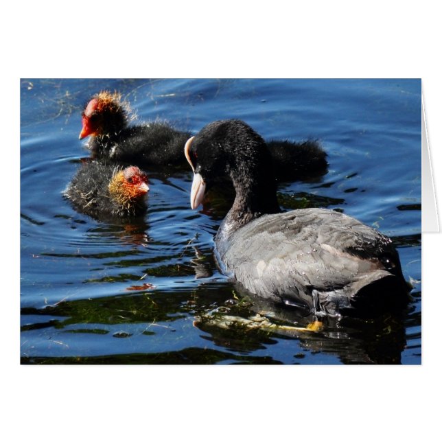 Alimentación de bebés (Anverso (Horizontal))