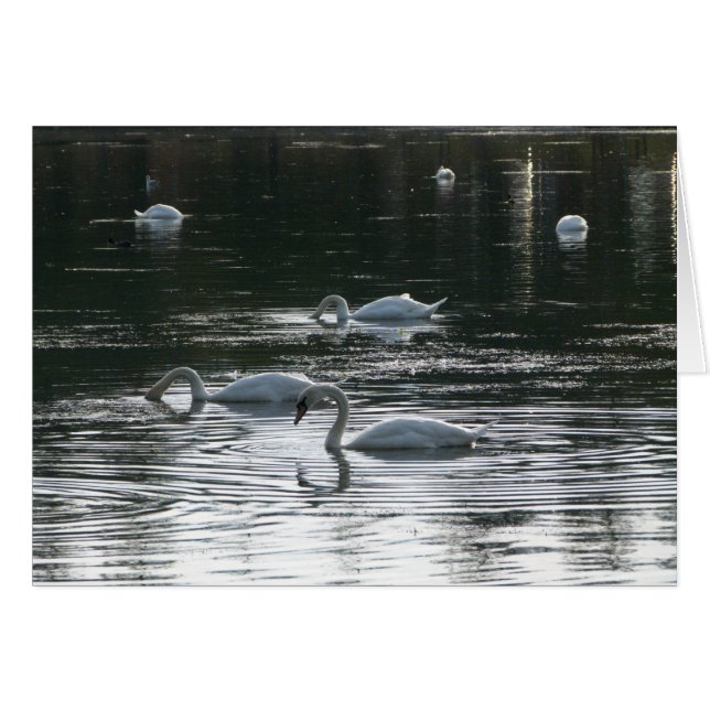 Alimentación de cisnes, Lago Roath Park, Cardiff (Anverso (Horizontal))