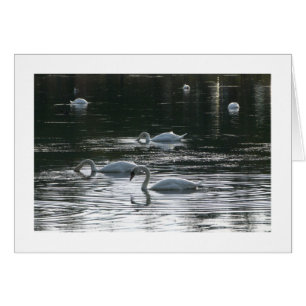 Alimentación de cisnes, Lago Roath Park, Cardiff -
