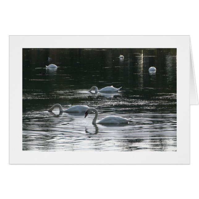 Alimentación de cisnes, Lago Roath Park, Cardiff - (Anverso (Horizontal))