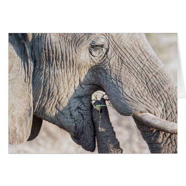 Alimentación de elefantes (Anverso (Horizontal))