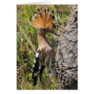 Alimentación de Hoopoe Nestling