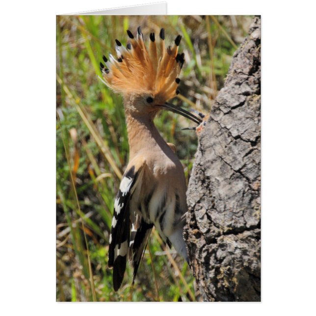 Alimentación de Hoopoe Nestling (Frente)