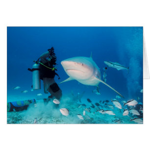 Alimentación de la Bull