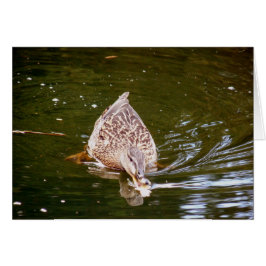 Alimentación de pato