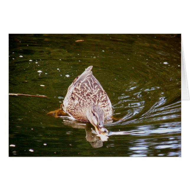 Alimentación de pato (Anverso (Horizontal))