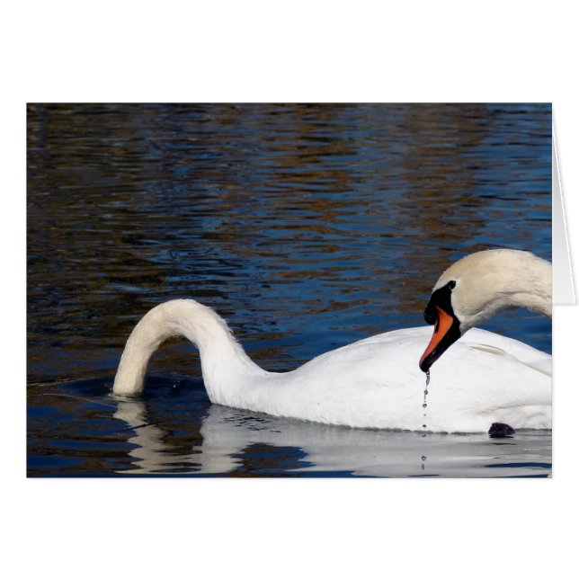 Alimentación de Swans (Anverso (Horizontal))