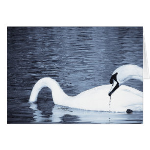 Alimentación de Swans