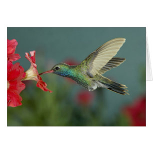 alimentación masculina en Petunia, Cañón Madera, A