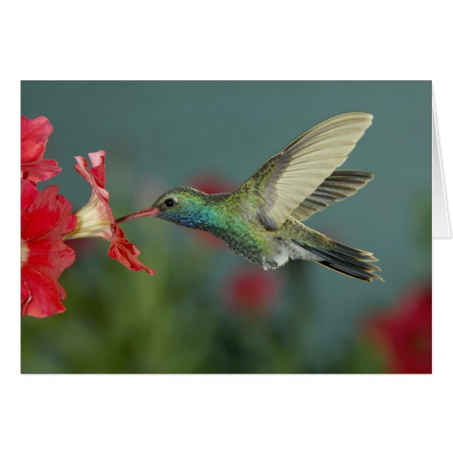 alimentación masculina en Petunia, Cañón Madera, A (Anverso (Horizontal))