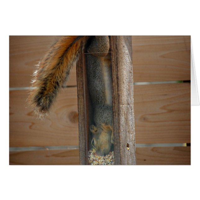 Alimentador de pájaros de raspadura de ardilla (Anverso (Horizontal))